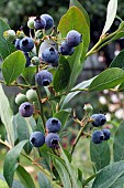 VACCINIUM CORYMBOSUM, BLUEBERRY, TOP HAT