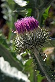 THISTLE, ONOPORDUM ACANTHIUM, SCOTCH THISTLE,