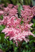 FILIPENDULA ULMARIA, ROSEA