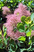 COTINUS COGGYGRIA, SMOKE BUSH