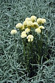 SANTOLINA ROSMARINIFOLIA PRIMROSE GEM