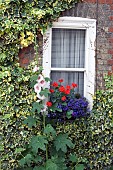 IVY, HOLLYHOCKS, GERANIUMS, LOBELIA, AROUND A WINDOW, ESSEX