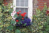 IVY, HOLLYHOCKS, GERANIUMS, LOBELIA, AROUND A WINDOW, ESSEX