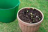 POTATOES, CHARLOTTE GROWN IN CONTAINER, HARVESTING (1 OF 4)