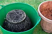 POTATOES, CHARLOTTE, GROWN IN CONTAINER, HARVESTING (2 OF 4)