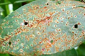 CHOCOLATE SPOT ON BROAD BEAN, FUNGAL DISEASE