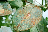 CHOCOLATE SPOT ON BROAD BEAN, FUNGAL DISEASE