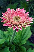 GERBERA, PARADE SERIES, TRANSVAAL DAISY