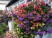 HANGING BASKETS,  PETUNIAS TUMBELINA CHERRY RIPPLE, SCAEVOLA BLUE WONDER WITH MIXED VERBENA,  DIASCIA, TRAILING PETUNIAS