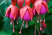 FUCHSIA, MRS POPPLE