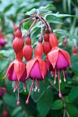 FUCHSIA, MRS POPPLE