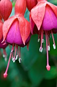 FUCHSIA, MRS POPPLE