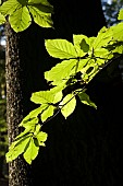 FAGUS SYLVATICA, BEECH LEAVES IN AUTUMN