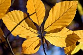 FAGUS SYLVATICA, BEECH LEAVES IN AUTUMN