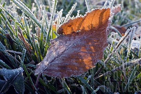 FROSTED_LEAF_ON_GRASS
