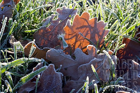 FROSTED_OAK_LEAVES_ON_GRASS