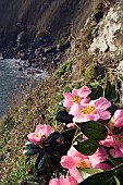 CAMELLIA GROWING ON THE COAST, CORNWALL