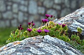 OSTEOSPERMUM GROWING ON STONE WALL