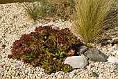 SEMPERVIVUM, HOUSE LEEK