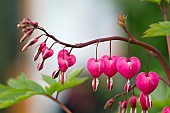 DICENTRA SPECTABILIS, DUTCHMANS BREECHES, BLEEDING HEART