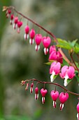 DICENTRA SPECTABILIS, DUTCHMANS BREECHES, BLEEDING HEART