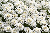 IBERIS SEMPERVIRENS