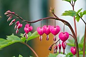 DICENTRA SPECTABILIS, DUTCHMANS BREECHES, BLEEDING HEART