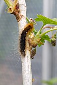 GARDEN TIGER MOTH CATERPILLAR, ARCTIA CAJA, WOOLLY BEAR