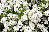 EXOCHORDA MACRANTHA, THE BRIDE