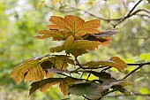 ACER PSEUDOPLATANUS, SYCAMORE