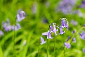 HYACINTHOIDES NON SCRIPTA, ENGLISH BLUEBELLS