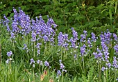 HYACINTHOIDES NON SCRIPTA, ENGLISH BLUEBELLS