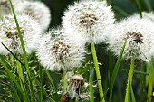 TARAXACUM OFFICINALE, DANDELION CLOCK