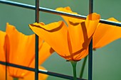 ESCHSHOLZIA CALIFORNICA, CALIFORNIAN POPPY