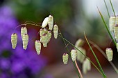 BRIZA MEDIA, QUAKING GRASS