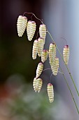 BRIZA MEDIA, QUAKING GRASS