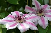 CLEMATIS NELLY MOSER