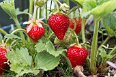 STRAWBERRY, EARLY SEASON VARIETY, MARSHMELLO