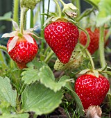 STRAWBERRY, EARLY SEASON VARIETY, MARSHMELLO