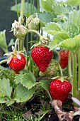 STRAWBERRY, EARLY SEASON VARIETY, MARSHMELLO