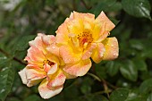 ROSA WITH RAINDROPS