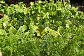 VEGETABLE PATCH, CARROTS, BEETROOT, SPRING ONIONS, PARSNIPS