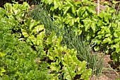 VEGETABLE PATCH, CARROTS, BEETROOT, SPRING ONIONS, PARSNIPS