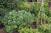 REDCURRANTS, NETTED, RUNNER BEANS, GOOSEBERRIES