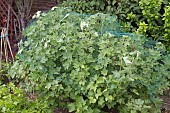 REDCURRANTS, NETTED