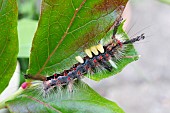 VAPOURER MOTH CATERPILLAR, ORGYIA ANTIQUA, ON BLUEBERRY LEAF