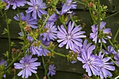 CICHORIUM INTYBUS, CHICORY