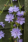 CICHORIUM INTYBUS, CHICORY