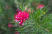 GREVILLEA CANBERRA GEM (SPIDER FLOWER CANBERRA GEM)