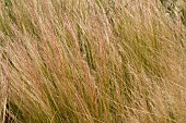 STIPA TENUISSIMA